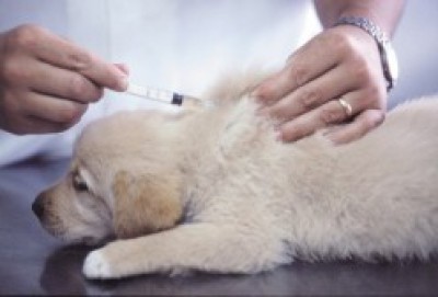 Quels vaccins pour mon chien?