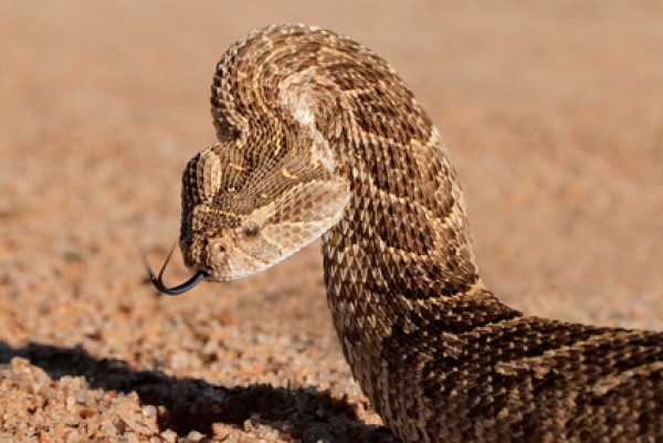 Attention aux morsures de serpents et vipères l'été