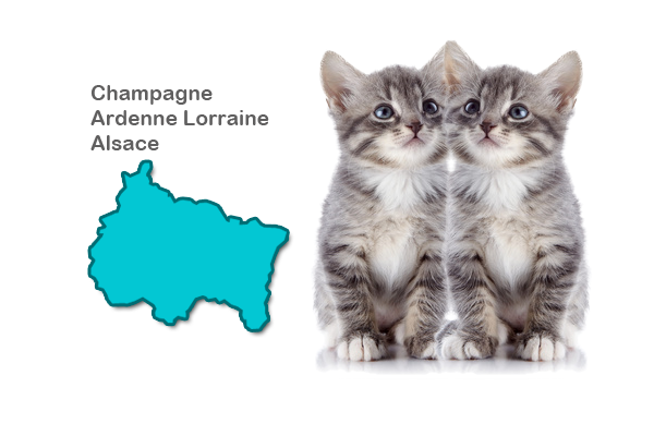 Eleveurs Maine Coon Champagne Ardenne Lorraine Alsace