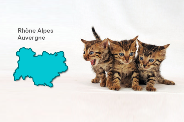 Eleveurs Chat du Bengal - Rhône Alpes - Auvergne