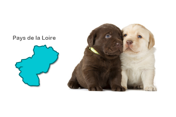 Eleveurs Labrador - Pays de la Loire